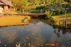 Laos, Oudomxay, NamKat YolaPa Resort, Koi