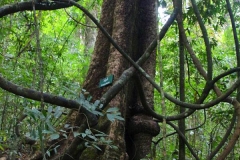 Laos, Oudomxay, Nam Kat Yola-Regenwald, Garuga pinnata