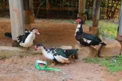 Laos, Oudomxay
