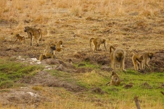 Simbabwe, Hwange Nationalpark, Elephants Eye, Paviane