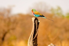 Simbabwe, Hwange Nationalpark, Elephants Eye, Gabelracke