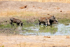Simbabwe, Hwange Nationalpark, Elephants Eye, Warzenschweine