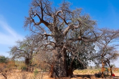 Simbabwe, Afrikanischer Baobab
