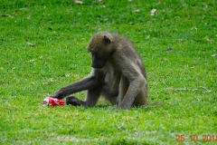 Simbabwe, Victoria Falls, Ilala-Lodge, Pavian