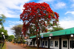 Simbabwe, Victoria Falls, Flammenbaum