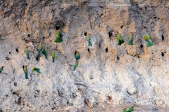 Simbabwe, Zambezi River, Bienenfresser