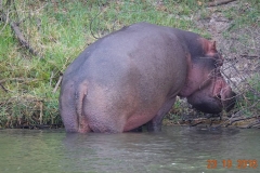 Simbabwe, Zambezi River, Flusspferd