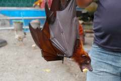 Sumatra, Flughund