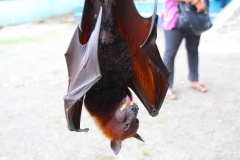 Sumatra, Flughund