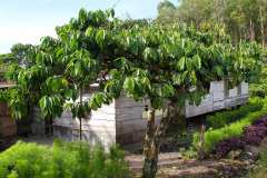 Sumatra, Kaffeebaum