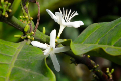 Sumatra, Kaffeeblüte
