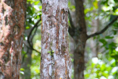 Sumatra, Weihrauchbaum