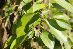 Sumatra, Pfefferstrauch