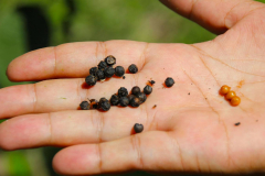 Sumatra, Pfefferkörner