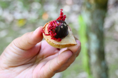 Sumatra, Muskatnuss