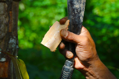 Sumatra, Zimtrinde