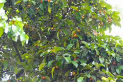 Sumatra, Mangostanbaum