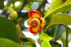 Sumatra, Mangostanfrucht