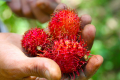 Sumatra, Rambutan