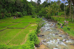 Sumatra, Umgebung Bukittinggi, Reisfelder
