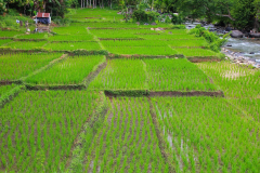 Sumatra, Umgebung Bukittinggi, Reisfelder