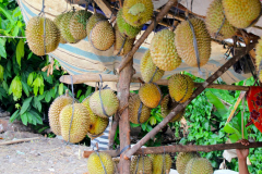 Sumatra, Umgebung Bukittinggi, Durianstand