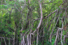 Sumatra, Regenwald Umgebung Bukittinggi