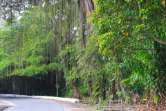 Sumatra, Regenwald Umgebung Bukittinggi