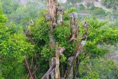 Sumatra, Umgebung Bukittinggi, Makaken