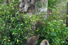Sumatra, Umgebung Bukittinggi, Makaken