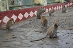 Sumatra, Umgebung Bukittinggi, Makaken