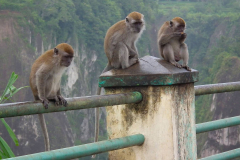 Sumatra, Umgebung Bukittinggi, Makaken