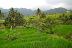 Sumatra, Umgebung Padang, Reisfelder