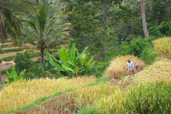 Sumatra, Umgebung Padang, Reisfelder