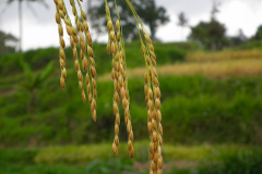 Sumatra, Umgebung Padang, Reispflanze