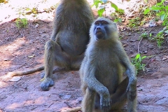 Tansania, Lake Manyara Nationalpark, Paviane