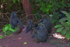 Tansania, Lake Manyara Nationalpark, Paviane