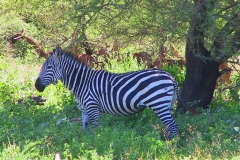 Tansania, Lake Manyara Nationalpark, Zebra