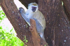 Tansania, Lake Manyara Nationalpark, Grüne Meerkatze