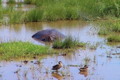 Tansania, Lake Manyara Nationalpark, Flusspferd