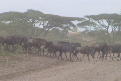 Tansania, Serengeti, Staub liegt in der Luft bei der Gnuwanderung
