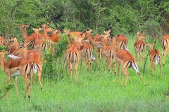 Tansania, Serengeti, Impalas