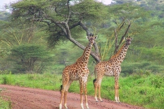 Tansania, Serengeti, Giraffen