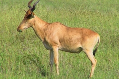 Tansania, Serengeti, Antilope