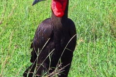 Tansania, Serengeti, Kaffernhornrabe