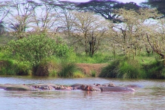 Tansania, Serengeti, Flusspferde