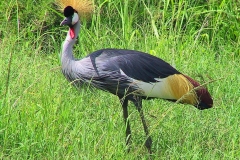 Tansania, Serengeti, Graubrustkronenkranich