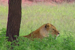 Tansania, Serengeti, Löwin