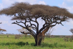 Tansania, Serengeti, Die Giraffe scheint mit der Akazie zu verschmelzen