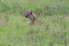 Tansania, Serengeti, Tüpfelhyäne im hohen Gras